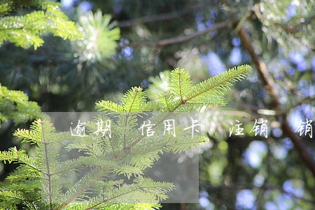 逾期 信用卡 注销 销户 逾期 信用卡 注销 销户